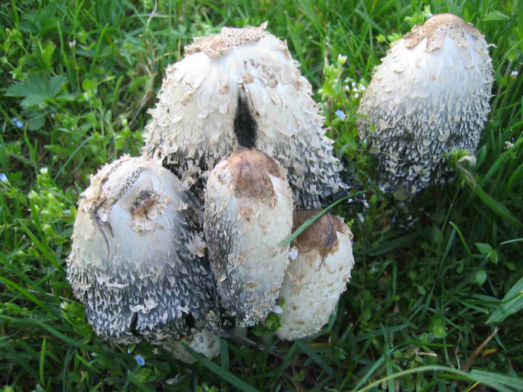 Coprinus comatus